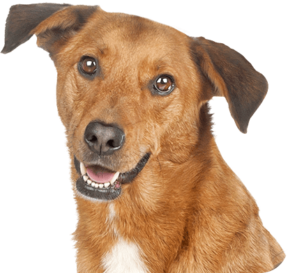 Socialização de cães em Salvador