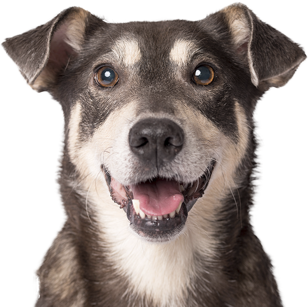 Cachorro feliz