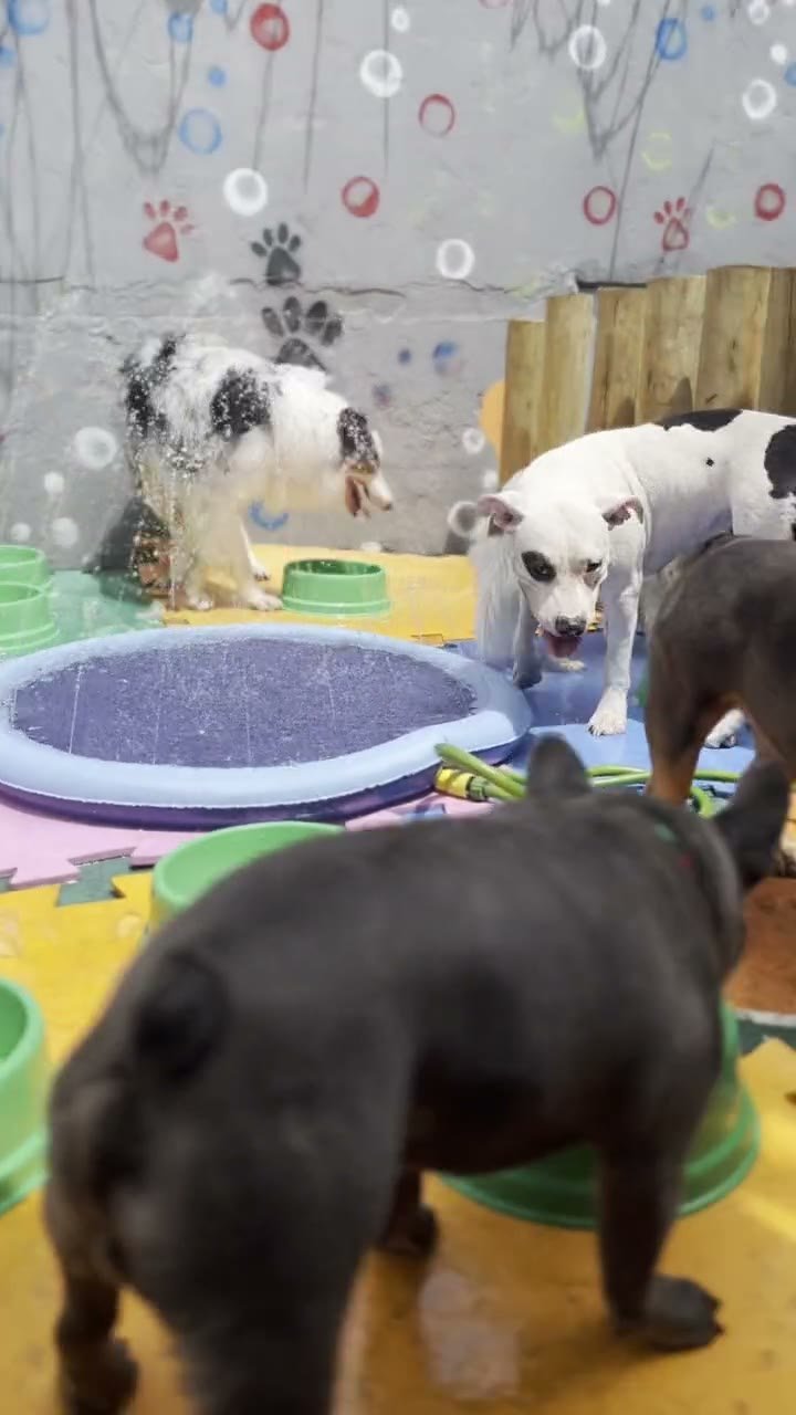 Cães brincando na piscina da DogHouse